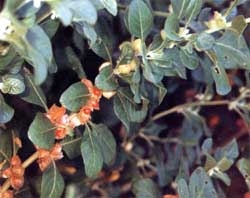 Ashwagandha 'Withania somnifera', Samen