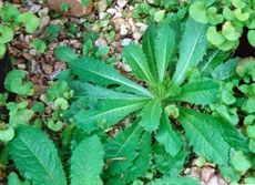 Giftlattich 'Lactuca virosa', Samen