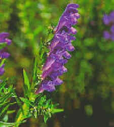 Helmkraut 'Scutellaria laterifolia', Samen