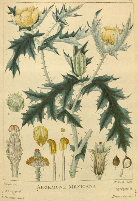 Stachelmohn 'Argemone mexicana', Samen