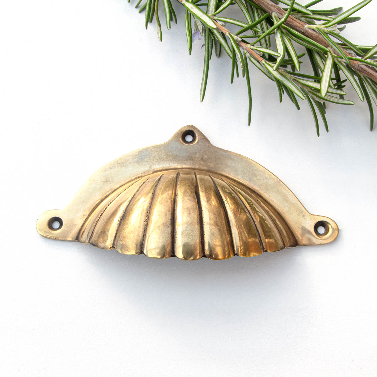 Muschelgriff, Muschelform, Rund  | Messing, gold | H5,5xB10,8cm