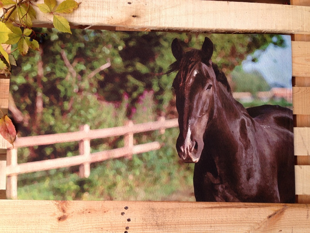 Haustür-Matte mit Pferd, Fußmatte, Matte - schmutzaufnehmende Türmatte mit Bild