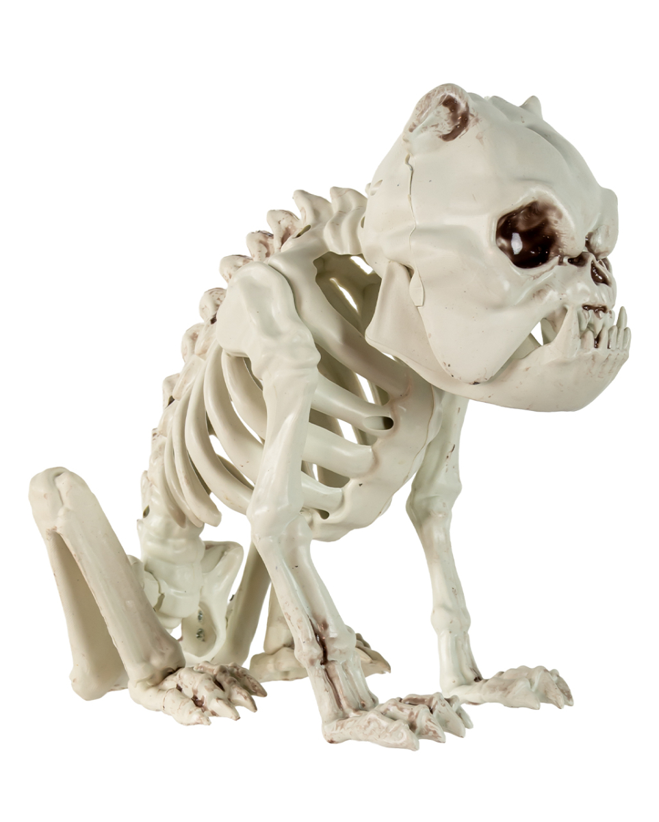 Bulldogge Hundeskelett als Halloween Deko 24cm