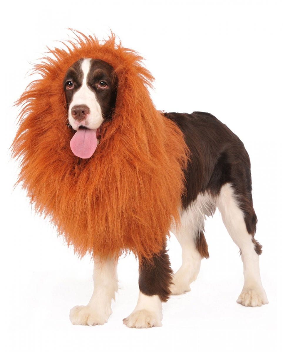 Löwenmähne für Hunde