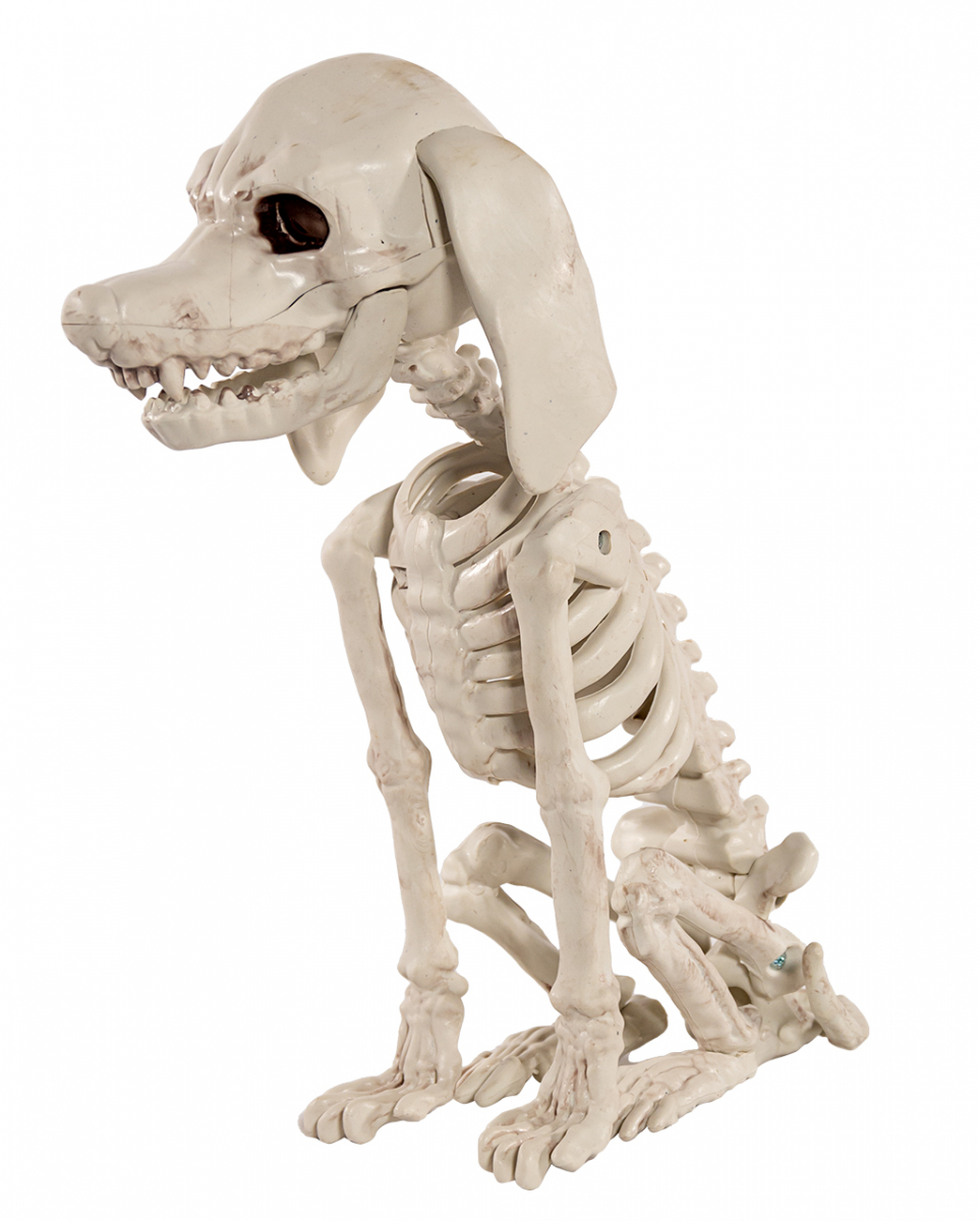 Pudel Hundeskelett als Halloween Deko 25cm