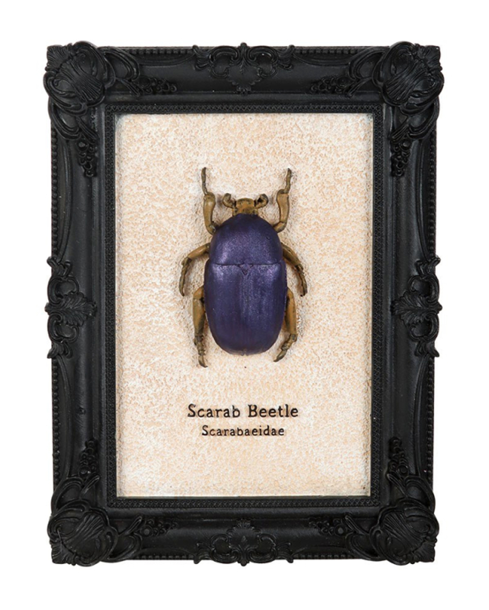 Skarabäus-Käfer im Schwarzen Gothic Rahmen 20cm