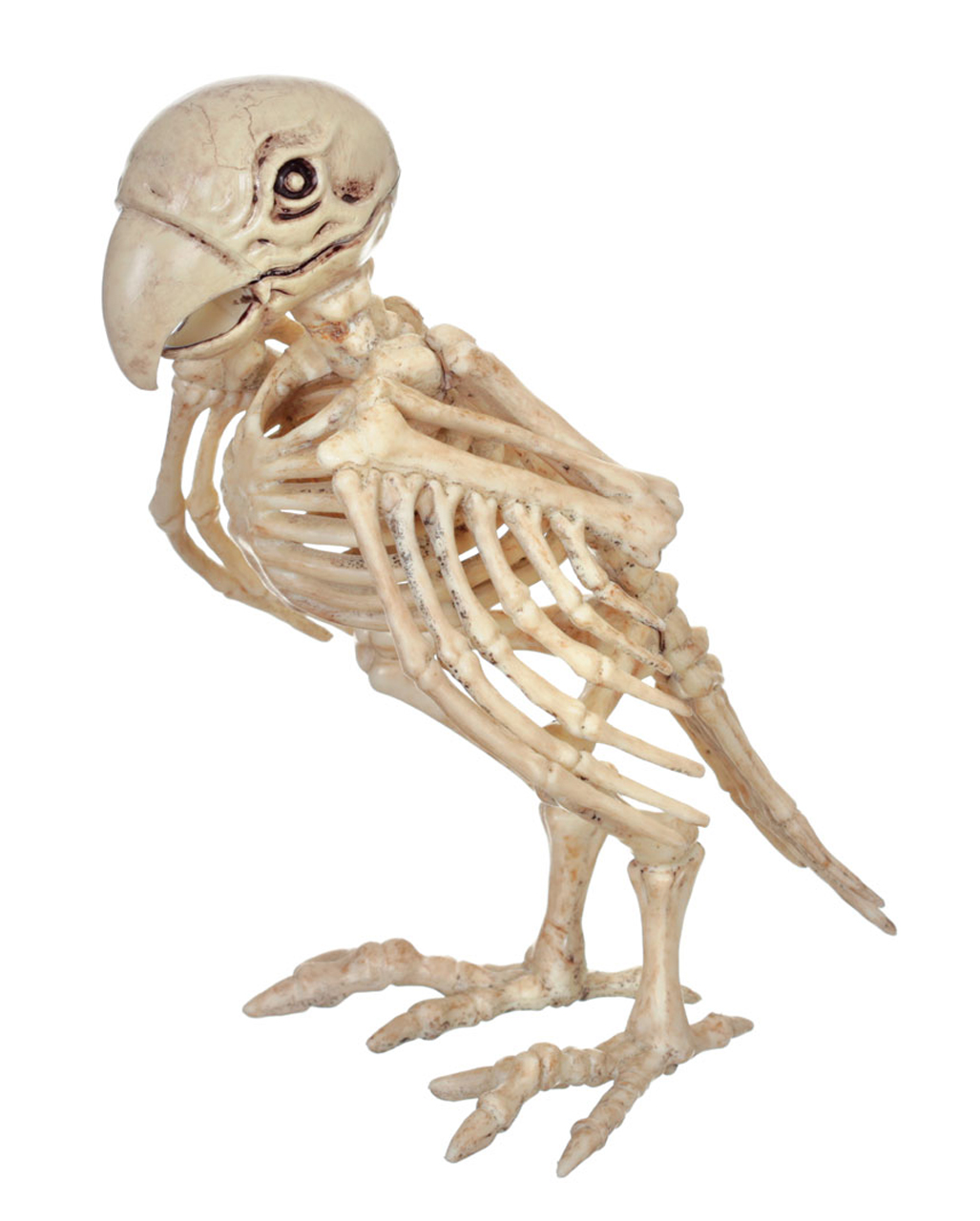 Skelett Papagei 19cm  Skelett Deko