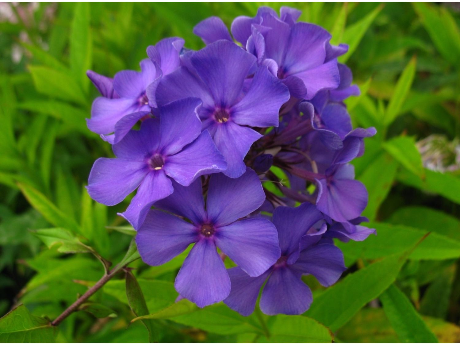 Hoher Staudenphlox, blau blühend, 2 Pflanzen im 1 Liter Topf (2 Pflanzen)