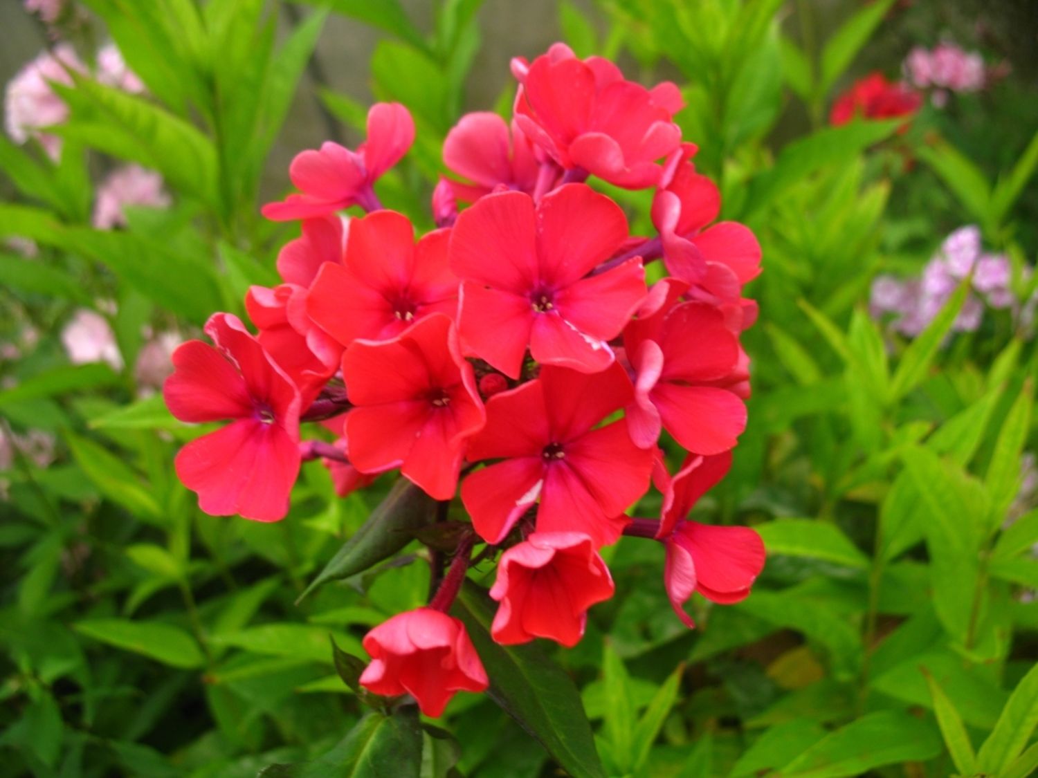 Hoher Staudenphlox, rot blühend, 2 Pflanzen im 1 Liter Topf (2 Pflanzen)