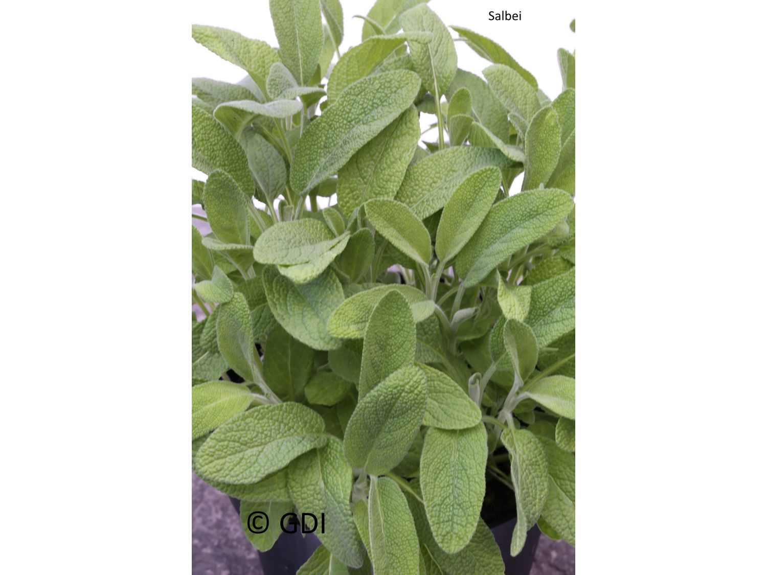 Salbei, 2 Pflanzen (2 Pflanzen)