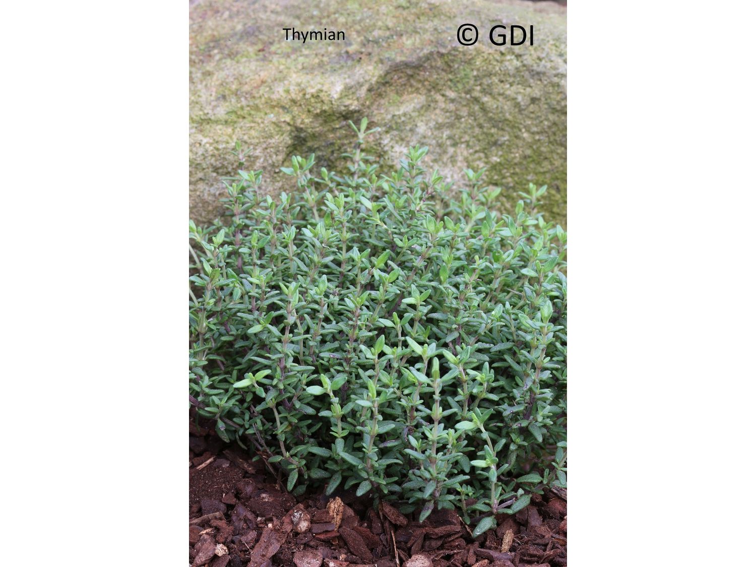 Thymian, 2 Pflanzen (2 Pflanzen)