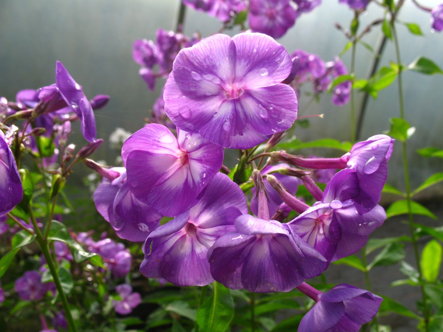 Hoher Staudenphlox, violett blühend, 2 Pflanzen im 1 Liter Topf (2 Pflanzen)