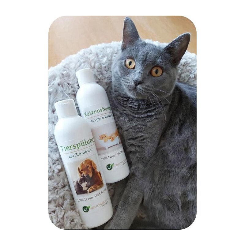 Pflegeset für Katzen | Shampoo & Pflegespülung | sanfte Fellpflege ohne Chemie & Seife | gegen Juckreiz | hypoallergen | mit original marokkanischer Lavaerde | 2x 250 ml | neuer Glanz für Kurz- und Langfell
