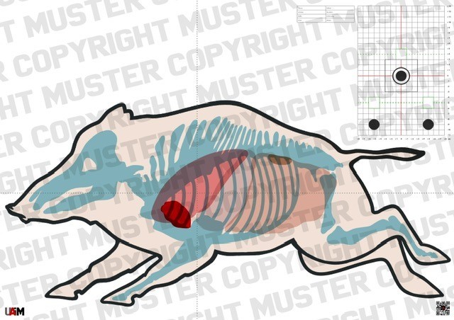 Keiler Anatomie Target 'Keiler flüchtig' DIN A1 Detaillierte Zielscheibe für ...