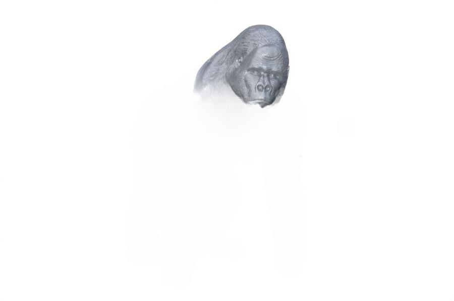 Design Affe Figur Statue Skulptur Figuren Skulpturen Dekoration Deko Zoo Tier