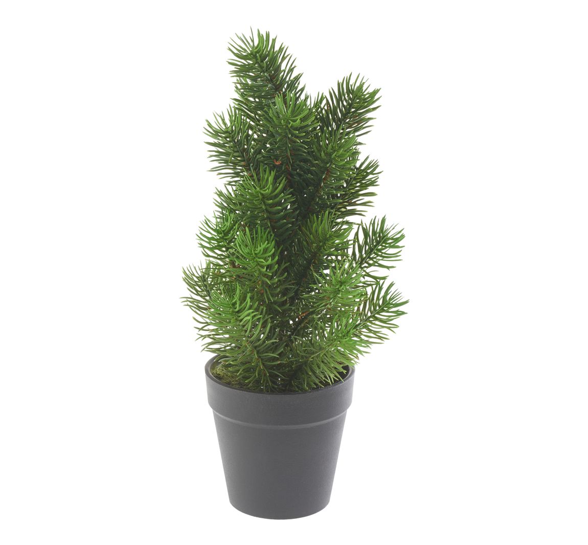 Edeltannenbaum 'Rory' im Topf