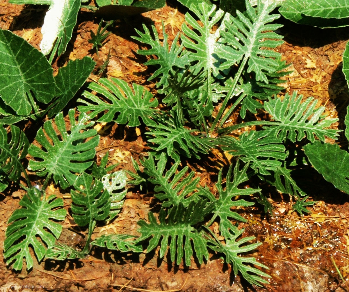 Model Scene Dschungelpflanzen Set 1