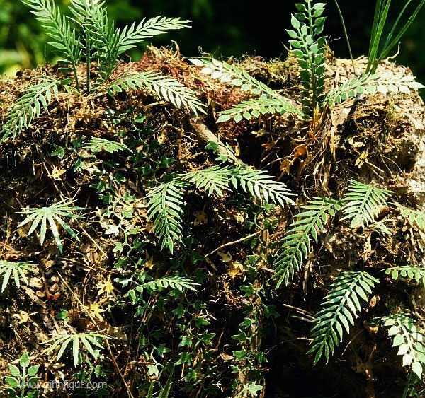 Model Scene Dschungelpflanzen Set 2