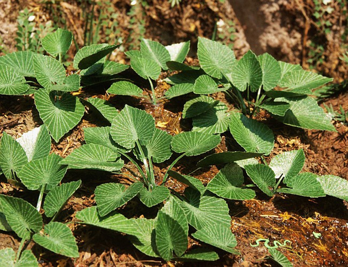 Model Scene Dschungelpflanzen Set 3