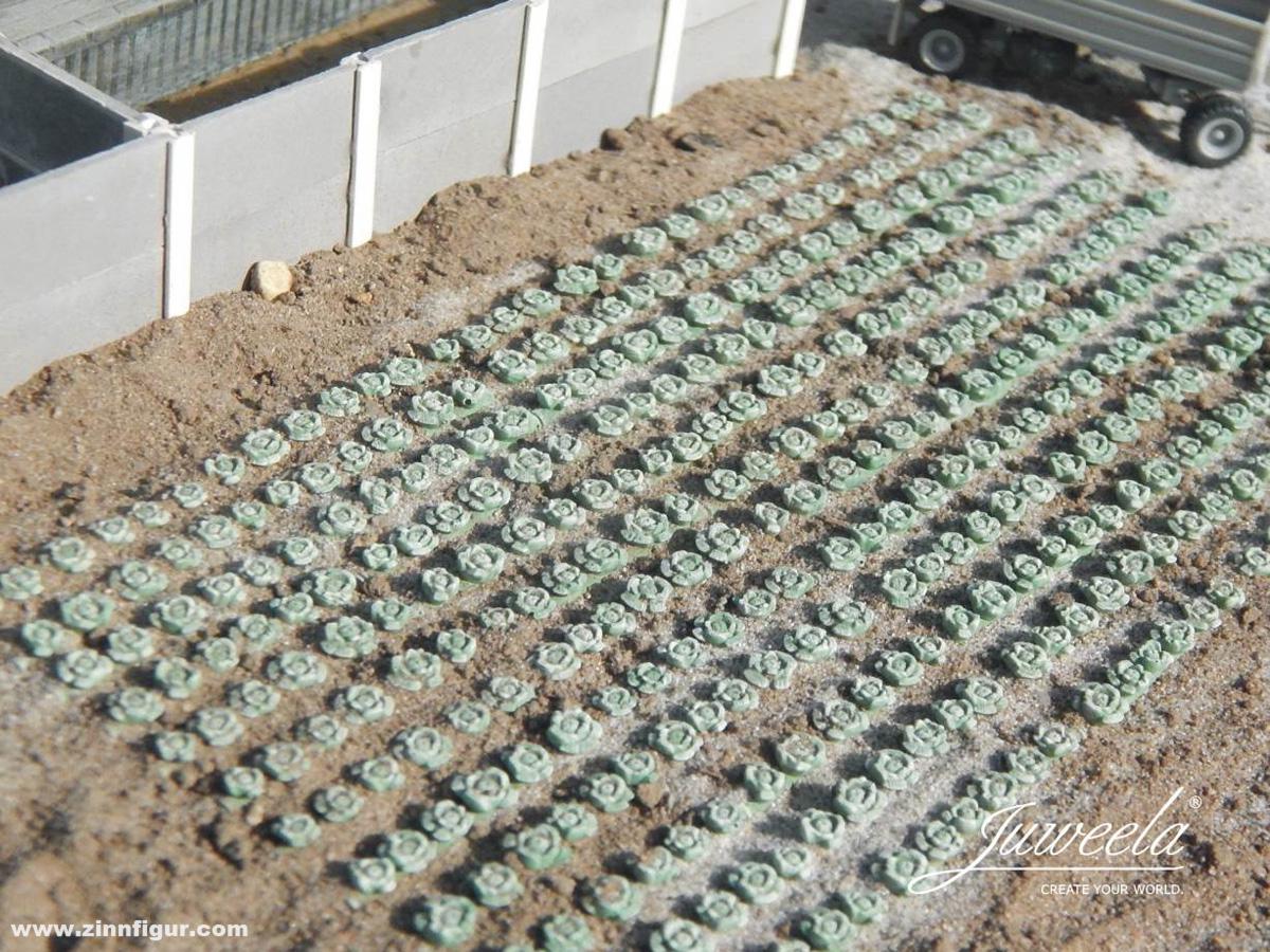 Juweela Weißkohlfeld - 360 Pflanzen