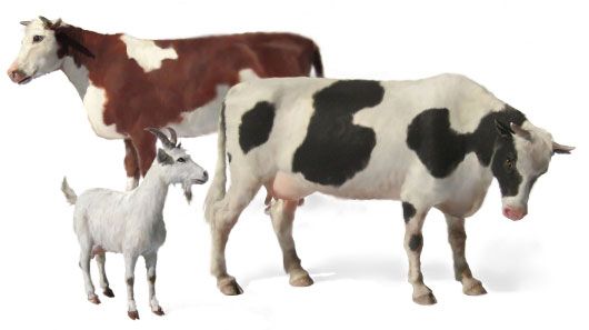 Master Box Haustiere