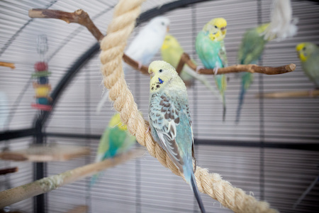 Kauf von Vogelkaefig auf Rechnung