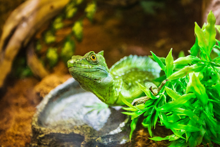 Bestellung eines terrarium auf Rechnung