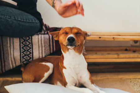 Tierbedarf auf Rechnung kaufen