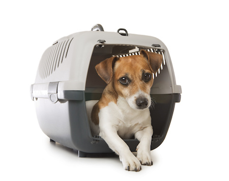 Hundebox Rechnungskauf