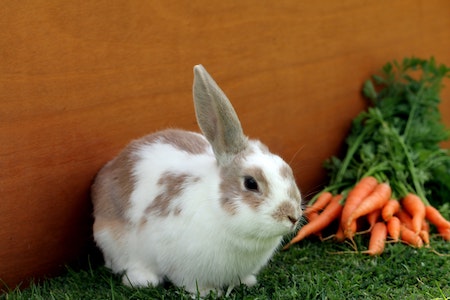 Kaninchenkaefig auf Rechnung