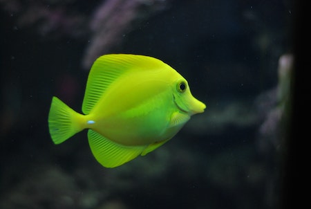 Fische auf Rechnung kaufen