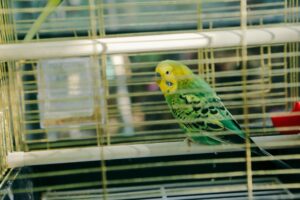 vogelkläfig groß auf rechnung kaufen