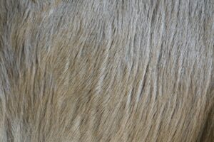 pelz auf rechnung kaufen